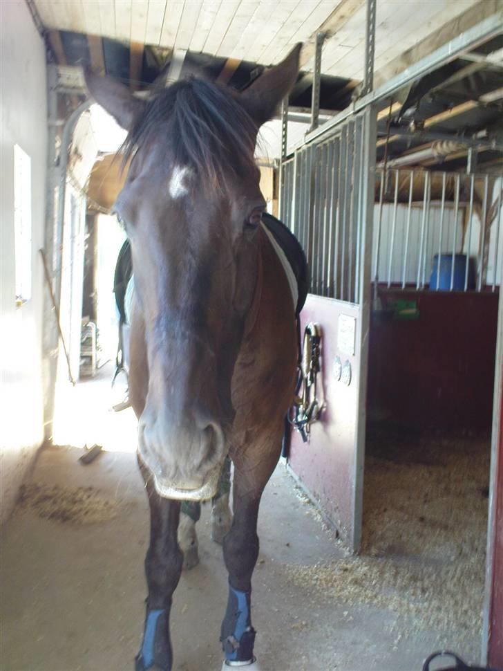 Dansk Varmblod Pasquinel - Efter en hård gang træning i den stegene sol..  billede 10