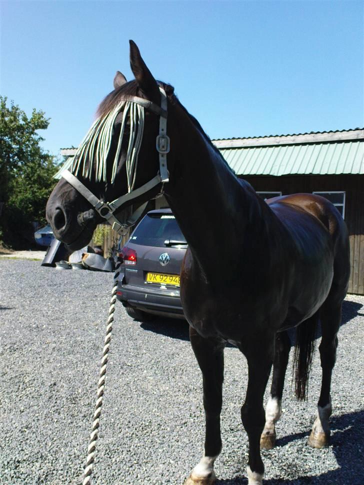 Dansk Varmblod Pasquinel - Arrh et kold bad efter en ride tur er altid godt.. :o) billede 11