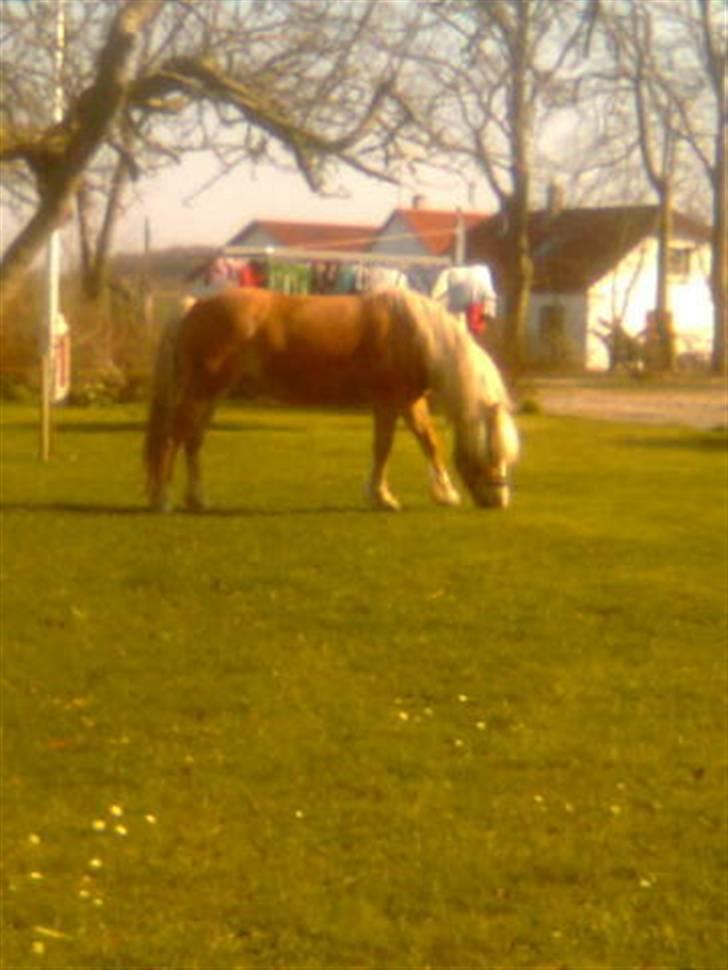 Haflinger Freja (Vera) (solgt) - freja spiser græs. mums billede 10