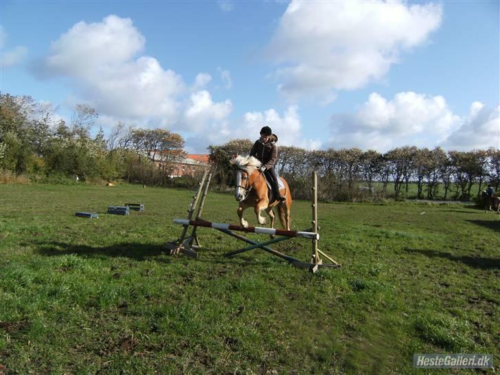 Haflinger Freja (Vera) (solgt) - maria der springer 70 for første gang på freja billede 11