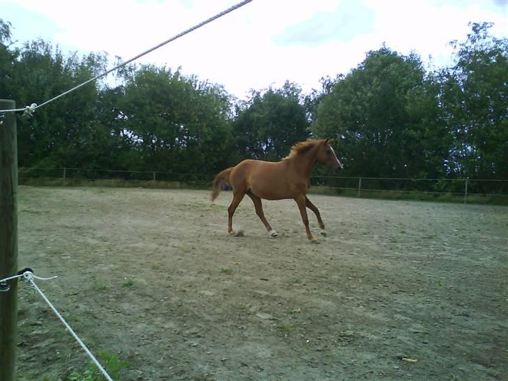 Anden særlig race ÀnneBella<3! (solgt) billede 2