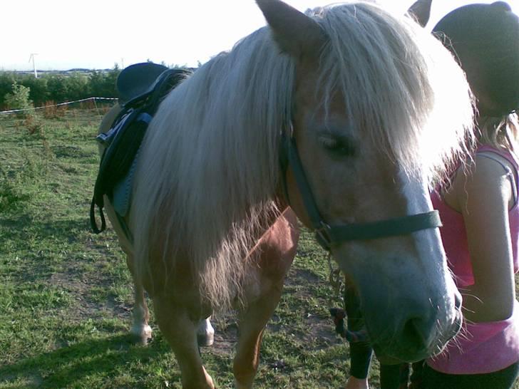 Haflinger Freja (Vera) (solgt) - Freja der er ved at blive sadlet op billede 13