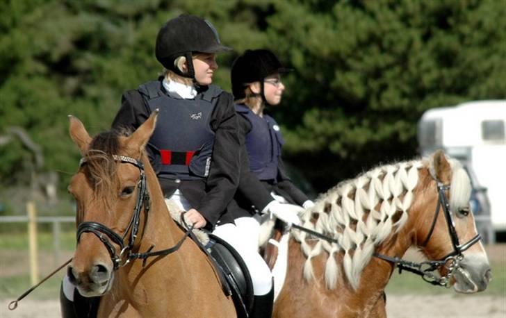 Haflinger Freja (Vera) (solgt) - maria gør sig klar til at springe billede 14