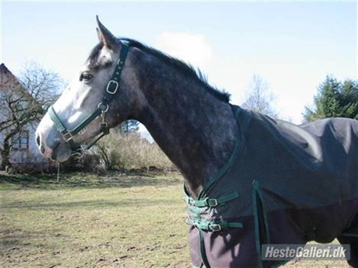Hollandsk Varmblod Tyrone billede 1