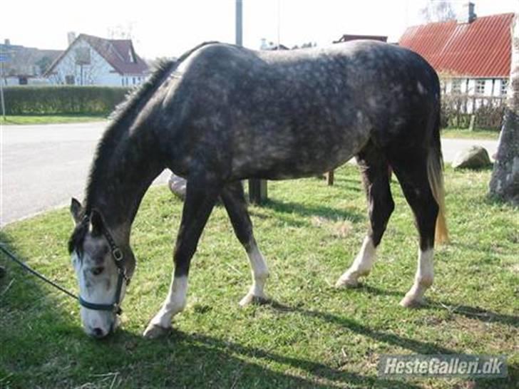Hollandsk Varmblod Tyrone billede 3
