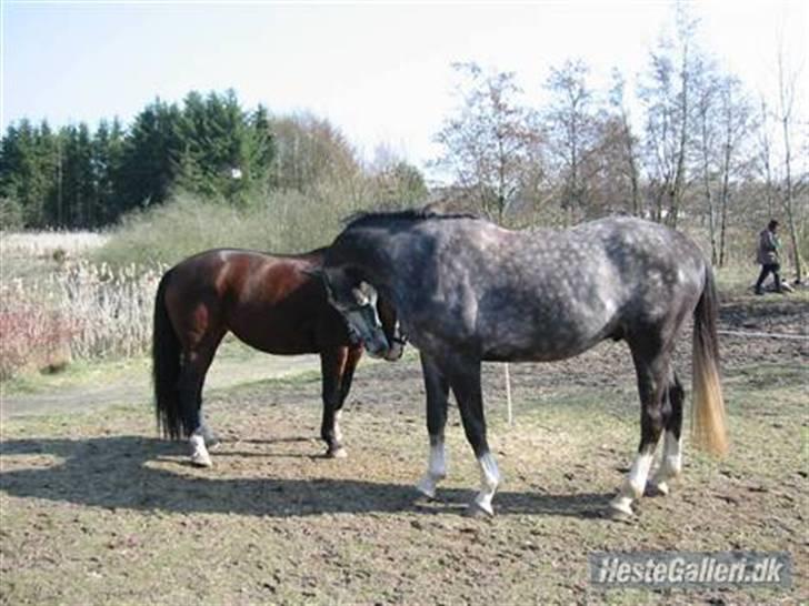 Hollandsk Varmblod Tyrone billede 5