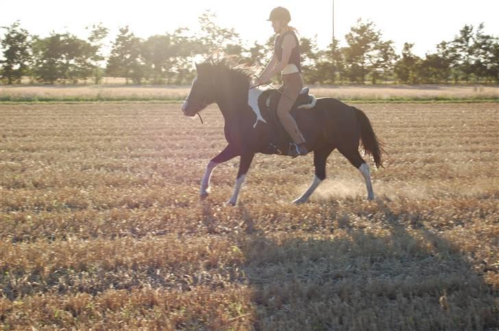 Islænder Katla *tidl. tilridning* - #13 Galop billede 13