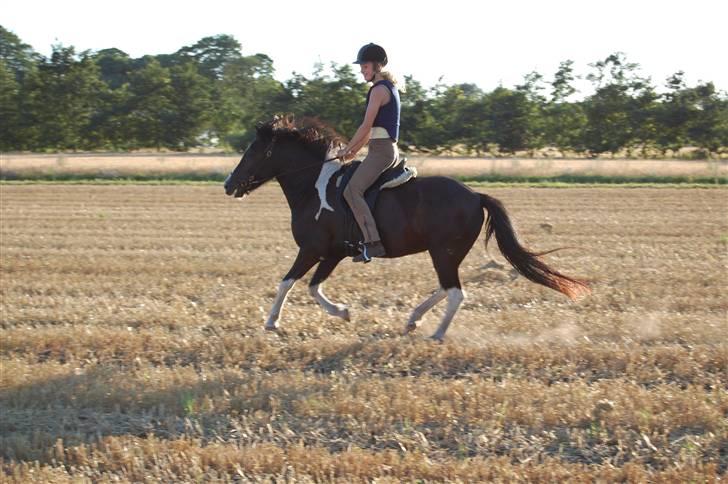 Islænder Katla *tidl. tilridning* - #14 Såå fint (: billede 14