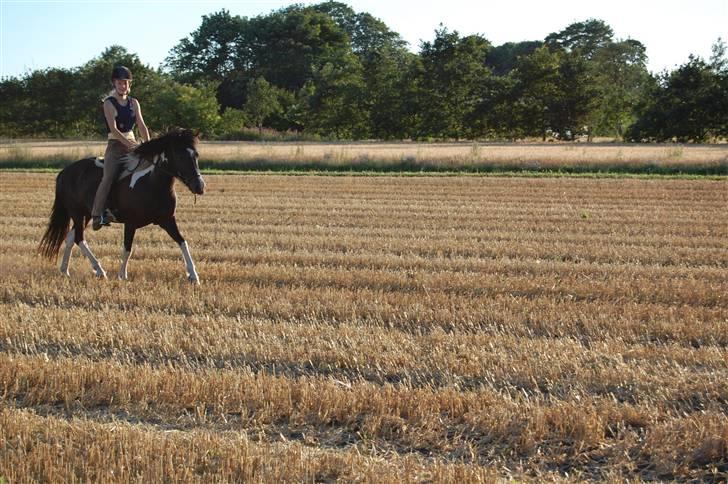 Islænder Katla *tidl. tilridning* - #15 Trav :p billede 15