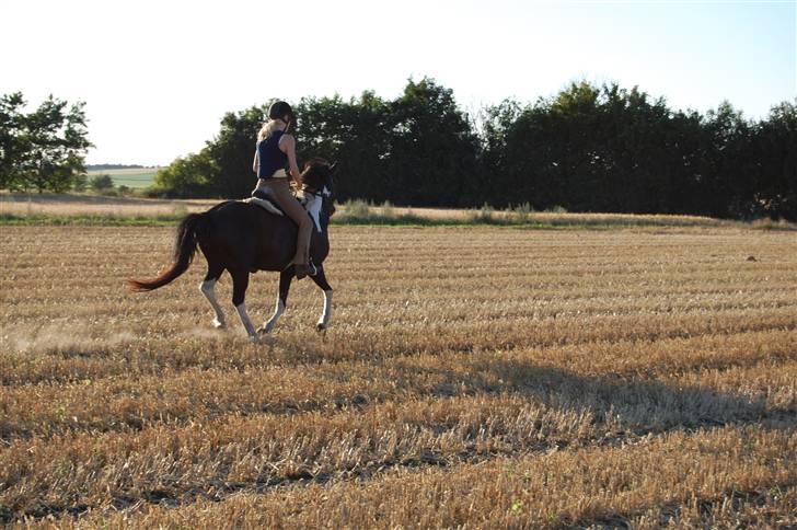 Islænder Katla *tidl. tilridning* - #16 Weee :D billede 16