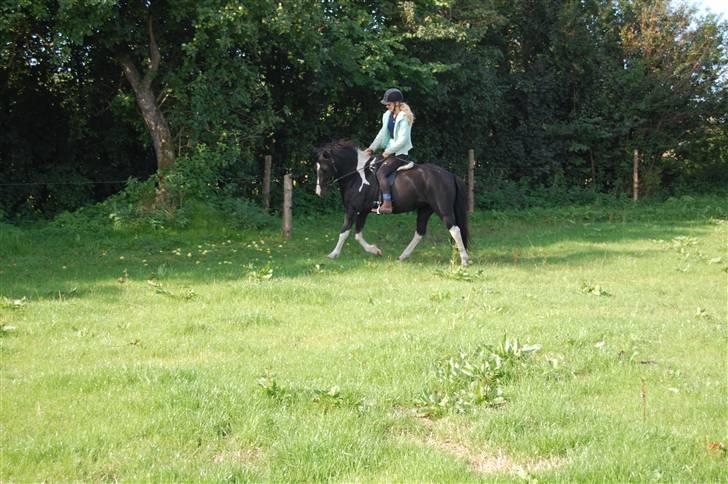 Islænder Katla *tidl. tilridning* - #17 Fint (: billede 17