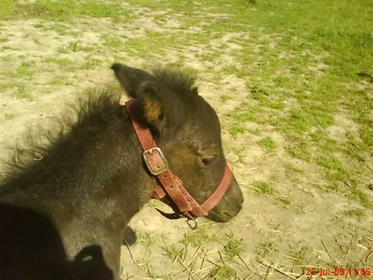 Anden særlig race staldTORs BOB R.I.P. billede 7