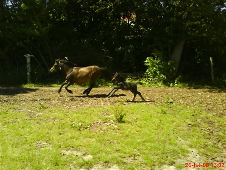 Anden særlig race staldTORs BOB R.I.P. billede 10