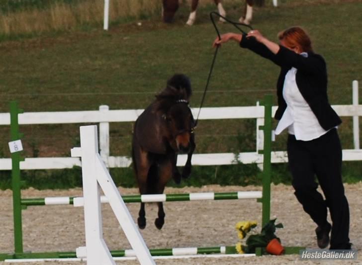 Dansk Miniature Brunebjerggårds Sahara - Stilspring til MHCE billede 7