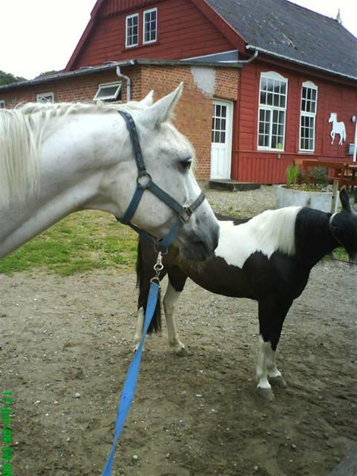 Sportsaraber (A) Agent Cooper  - solgt - da han var på møn med min veninde:D (Tascha Juel) billede 12