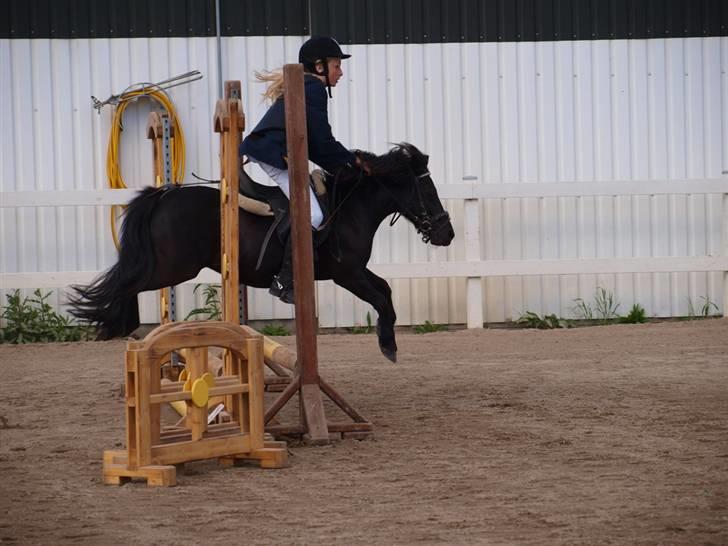 Shetlænder Tulle - Foto: TSR´s Stævne Fotograf billede 17