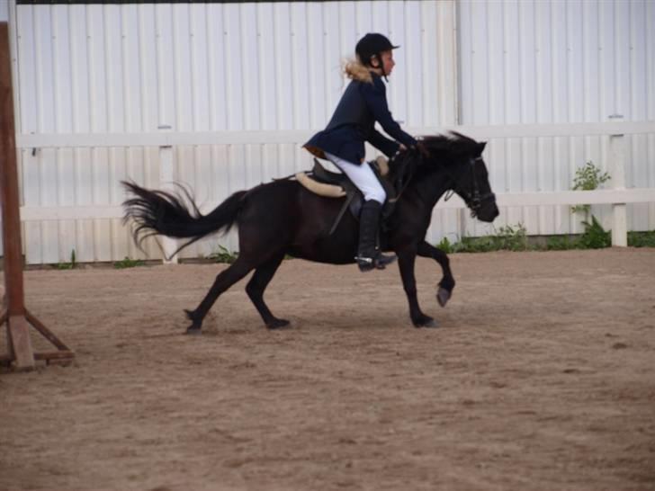 Shetlænder Tulle - Foto: TSR´s Stævne Fotograf billede 18