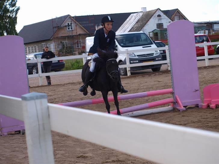 Shetlænder Tulle - Foto: TSR´s Stævne Fotograf billede 19