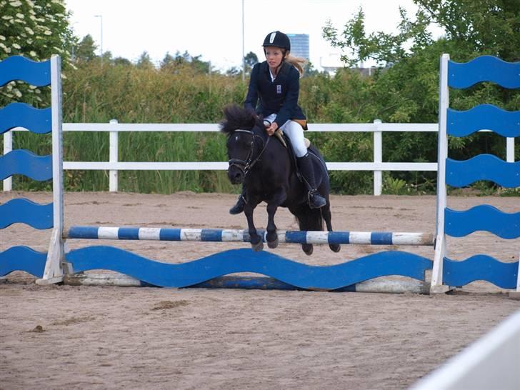 Shetlænder Tulle - Foto: TSR´s Stævne Fotograf billede 20
