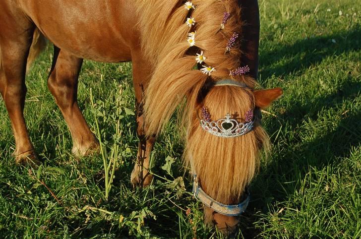 Shetlænder Prins Ballu billede 13