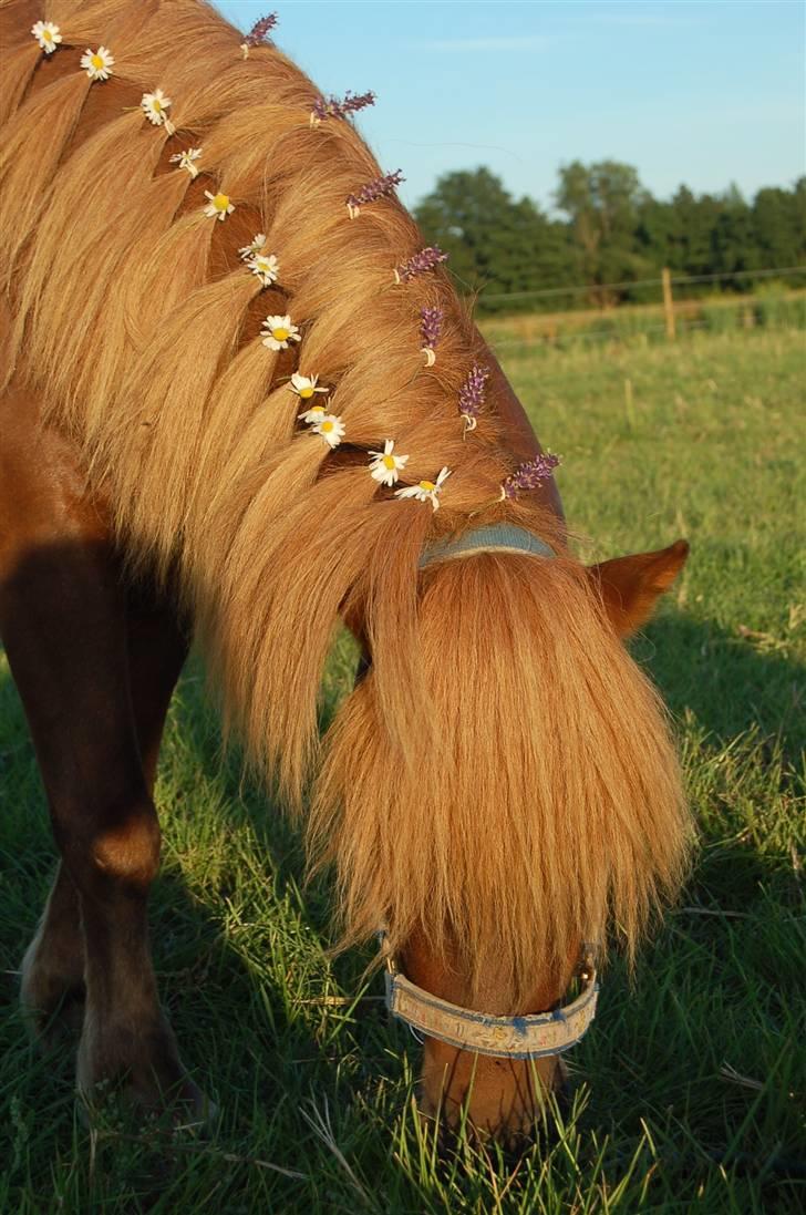 Shetlænder Prins Ballu billede 14