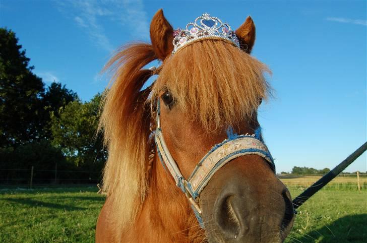 Shetlænder Prins Ballu - fordi jeg er en prins  billede 15