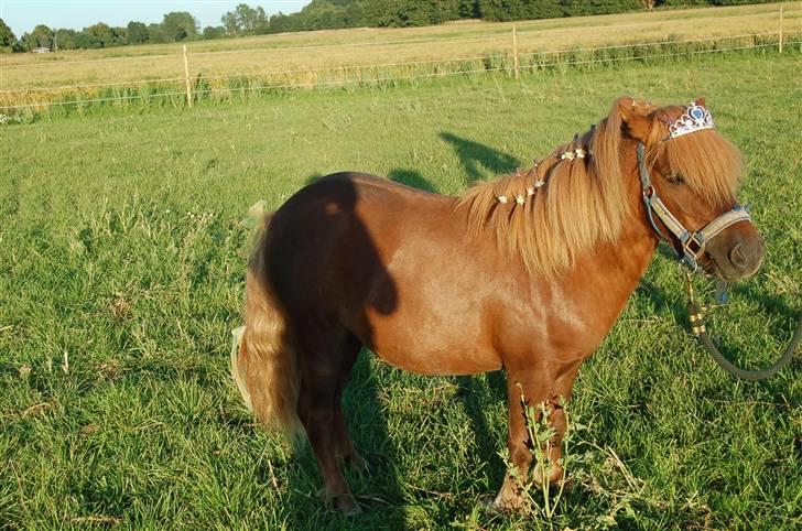 Shetlænder Prins Ballu billede 16
