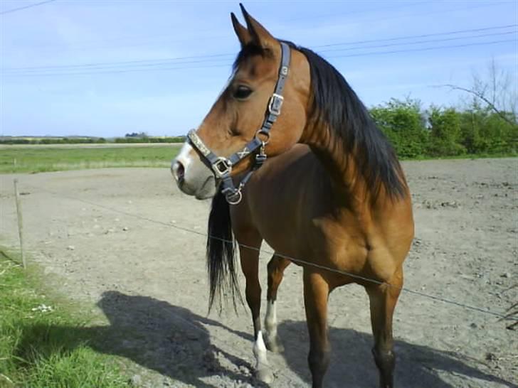 Anden særlig race Abi   gone ); - velkommmen til min smukke Abi. billede 1