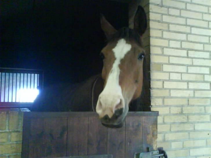 Anden særlig race Abi   gone ); - hej hej kender jeg dig? billede 2