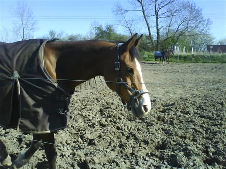 Anden særlig race Abi   gone ); billede 3