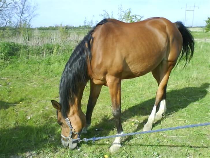 Anden særlig race Abi   gone ); - nam nam græs!! billede 4