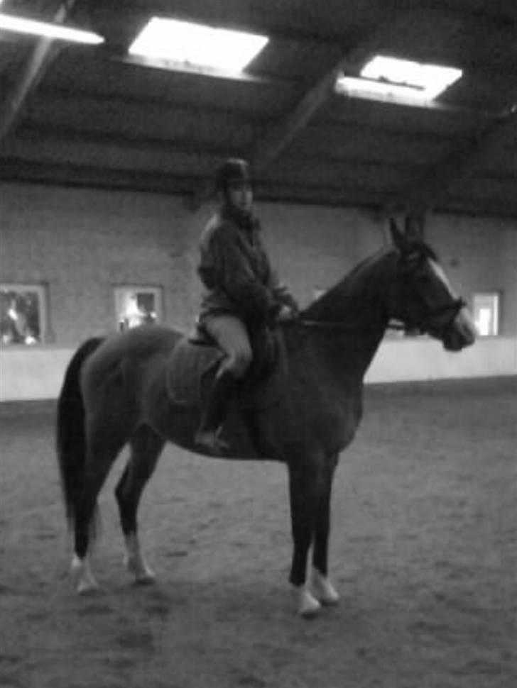 Anden særlig race Abi   gone ); billede 5