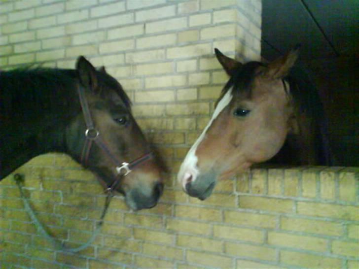 Anden særlig race Abi   gone ); - hmm hvem er du? billede 6