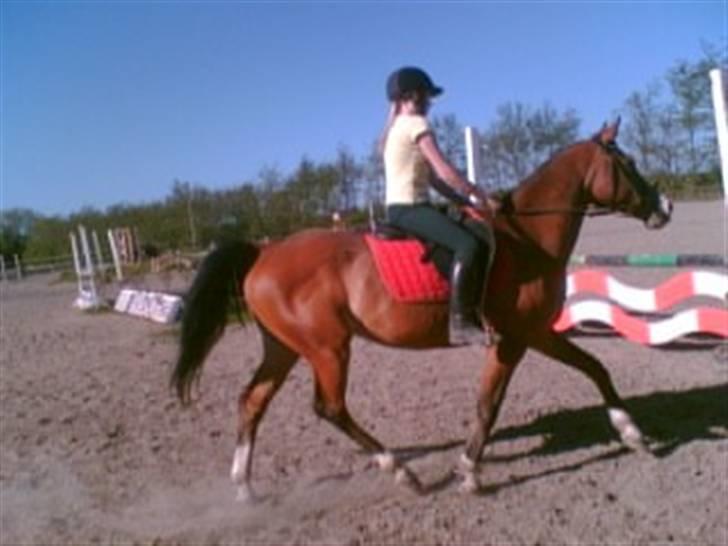 Anden særlig race Abi   gone ); billede 7