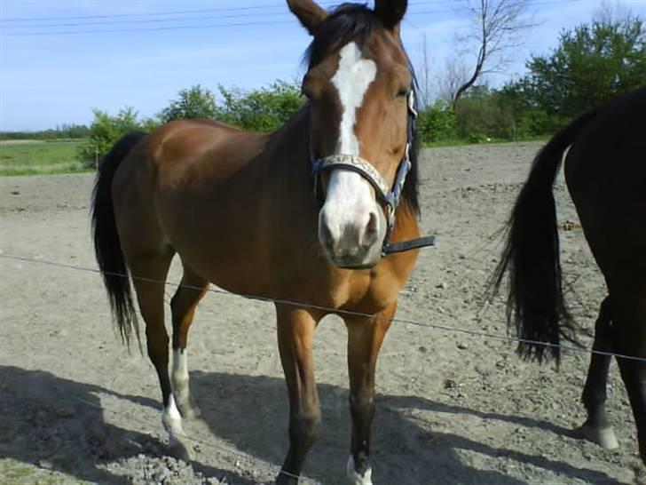 Anden særlig race Abi   gone ); - er vidst lidt træt billede 11