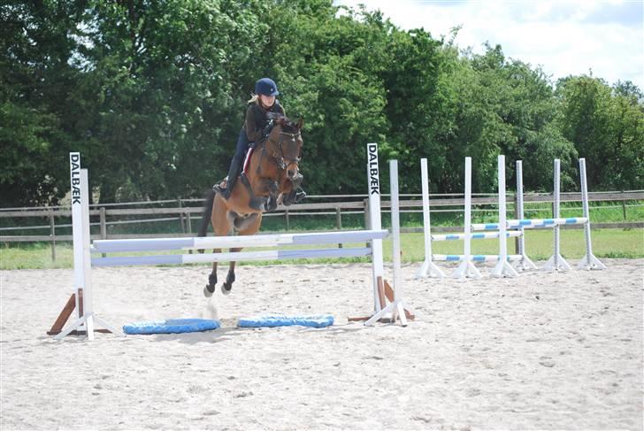 Welsh Pony af Cob-type (sec C) Victoria Madly - solgt . - trænings uge :) billede 20