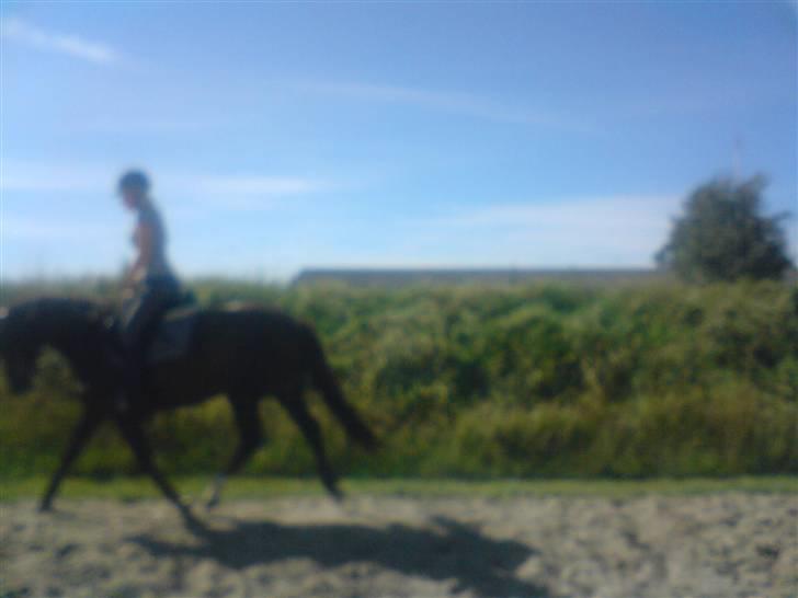 DSP Mitit - Hun går rigtig godt til hun kun har vært redet i to mdr. billede 19