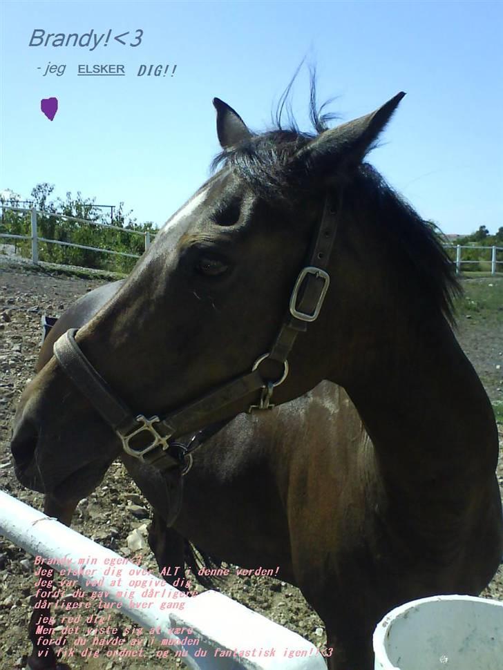 Welsh Pony af Cob-type (sec C) Hamriks Brandy  - brandy på fold. billede 20