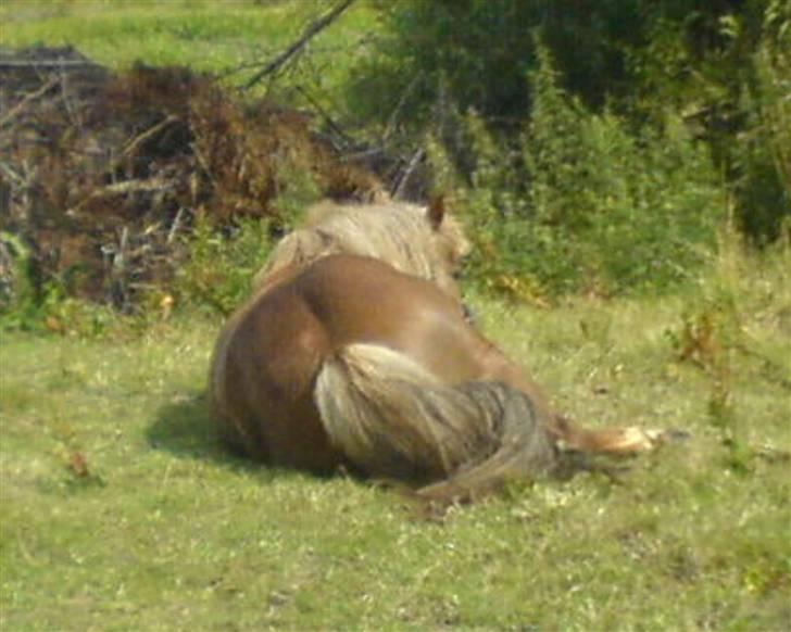 Islænder Darla billede 15