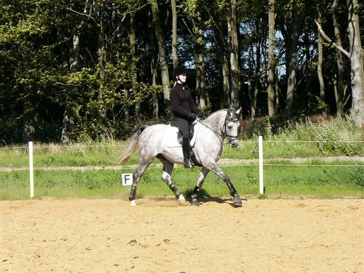 DSP Firhøjs Mancho billede 15