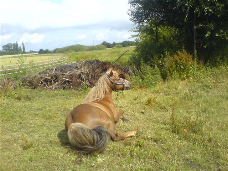 Islænder Darla billede 16