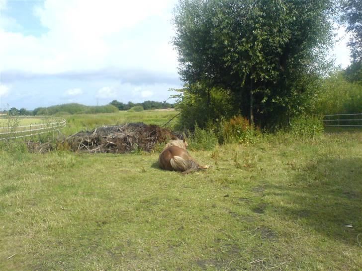 Islænder Darla billede 17