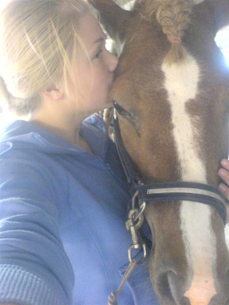 Islænder Darla billede 18