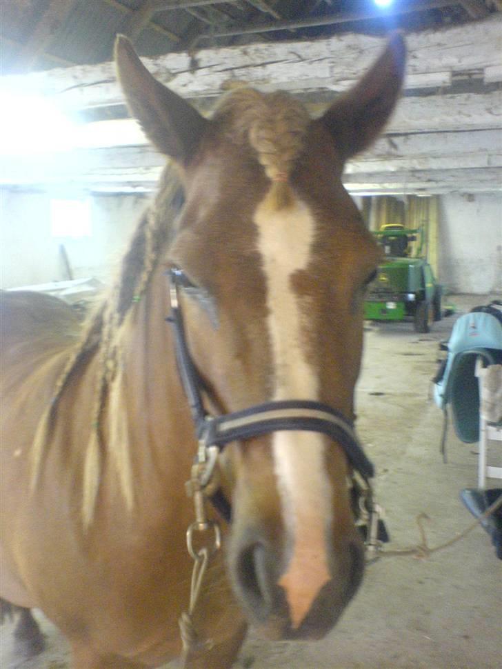 Islænder Darla billede 19