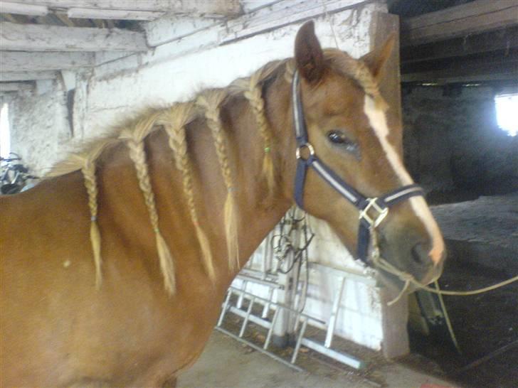 Islænder Darla billede 20