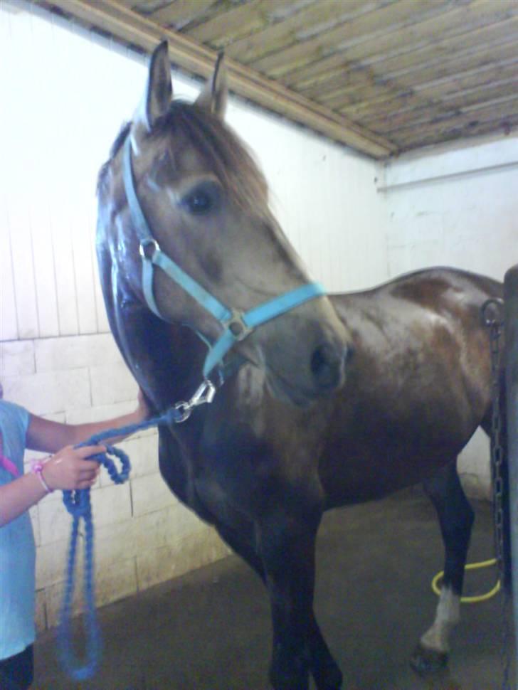 Anden særlig race Valentino Afleveret tilbage   - Ja så er han lige blevet spulet=D Det nød han gevaldigt=) billede 12