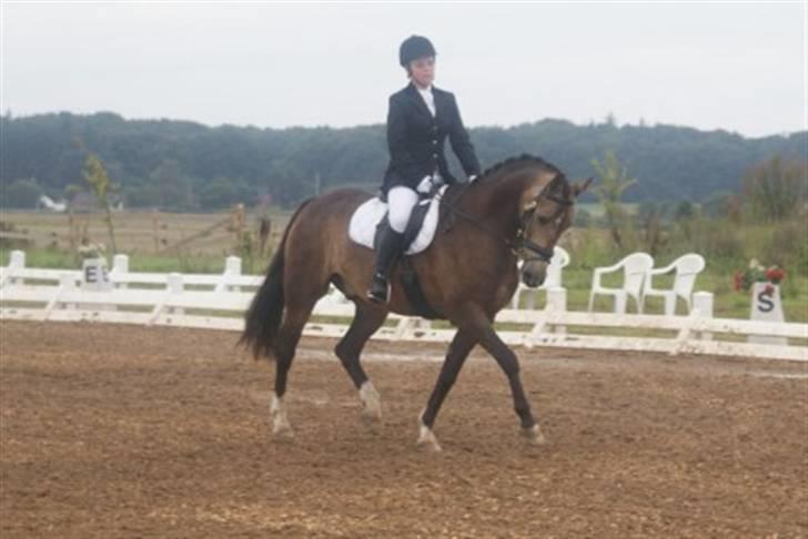 Anden særlig race Valentino Afleveret tilbage   - den 28/7-08 billede: Haar foto billede 15