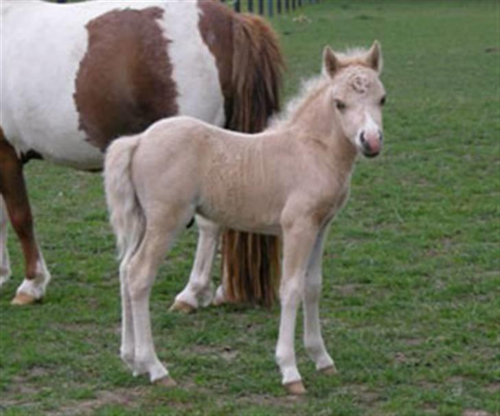 Dansk Miniature Legatgårdens Double Dare - 2007 billede 5