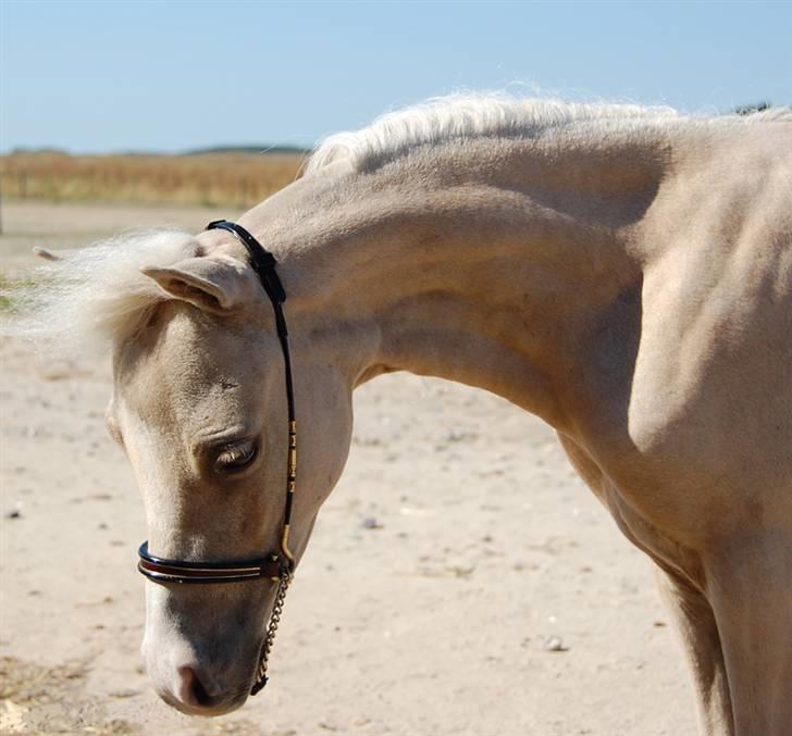 Dansk Miniature Legatgårdens Double Dare - Juli 2008 billede 6