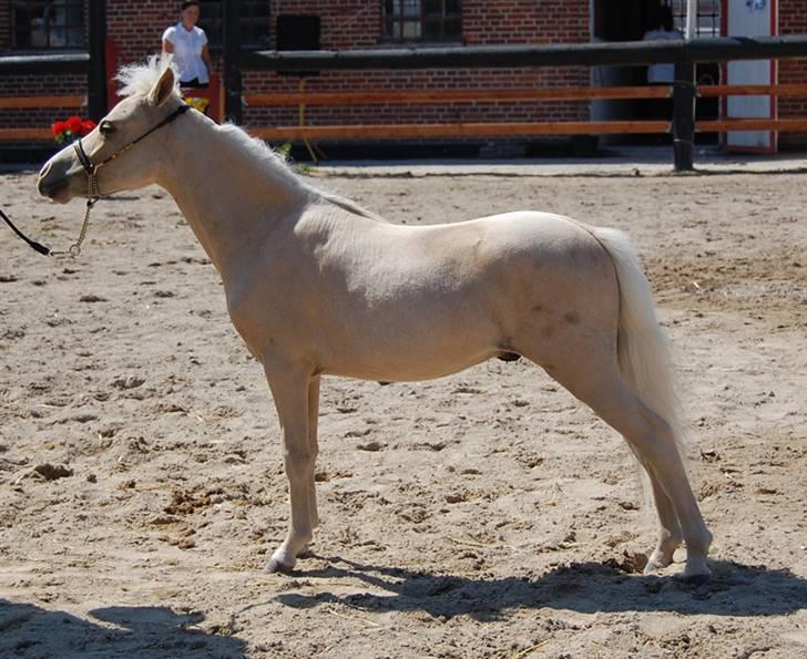 Dansk Miniature Legatgårdens Double Dare - Årets 1års DMHF 2008 billede 7